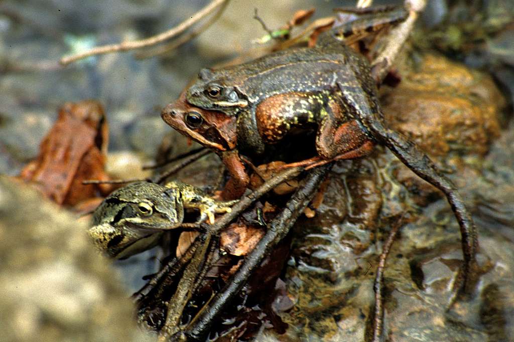 One male generally fertilizes more than one laying, up to three or four