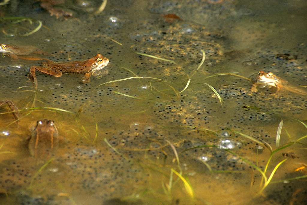 A gelatinous membrane covers the eggs, protecting them from predators