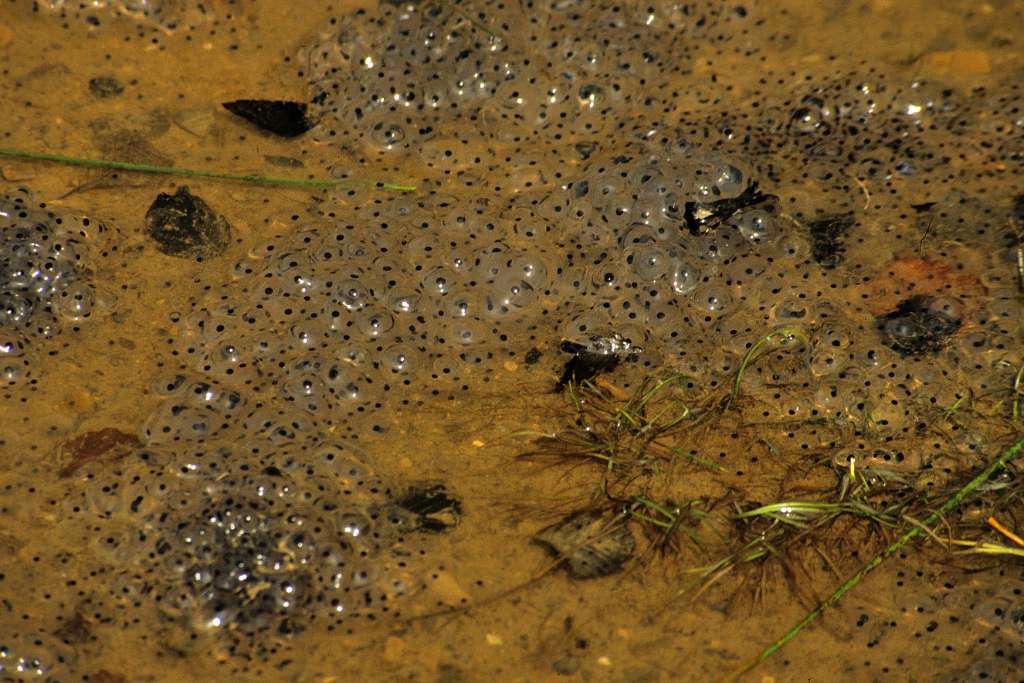 In many species, parents abandon the fertilized eggs