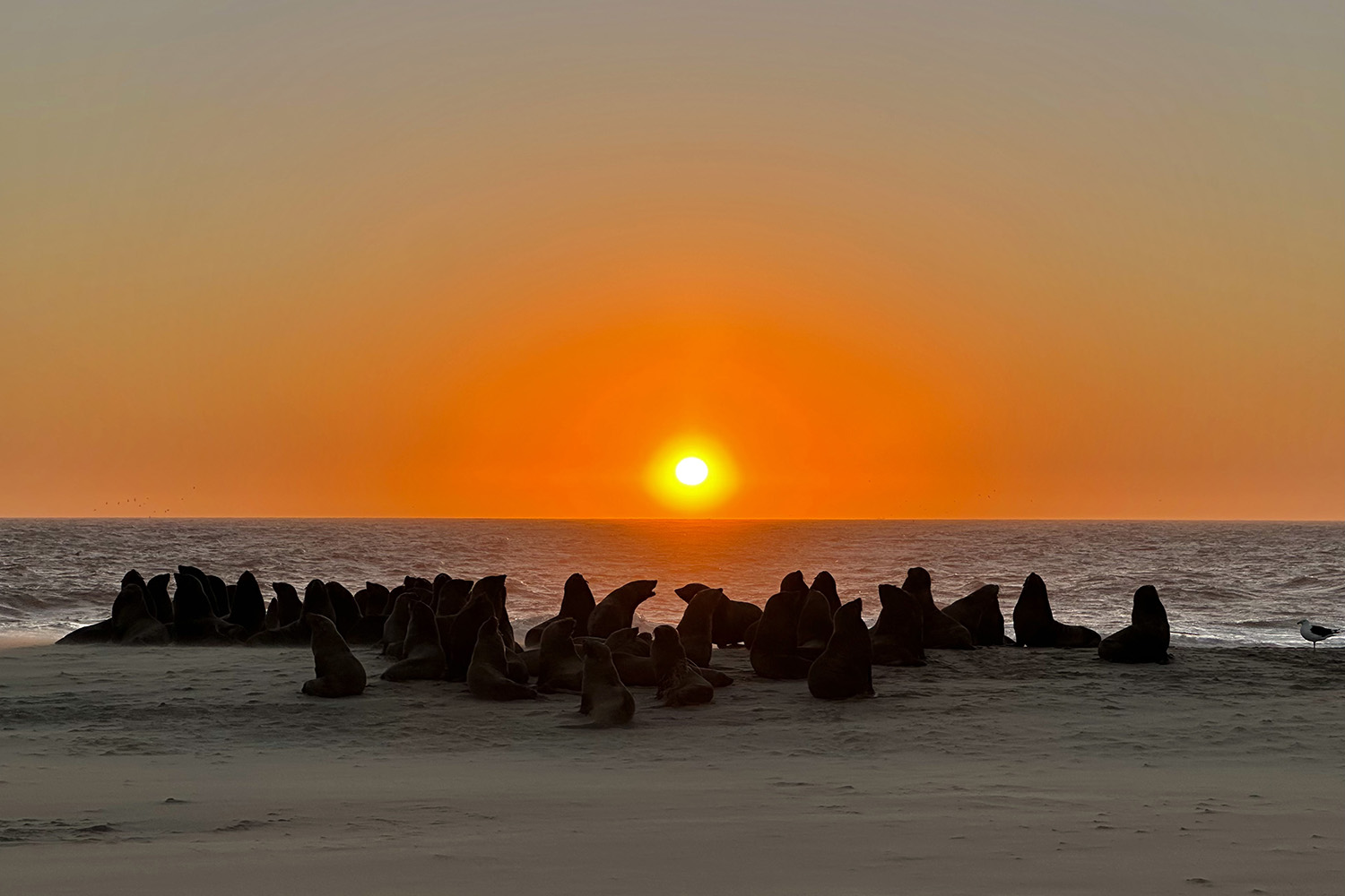 Sea lions, Walvis Bay (Namibia), 2025