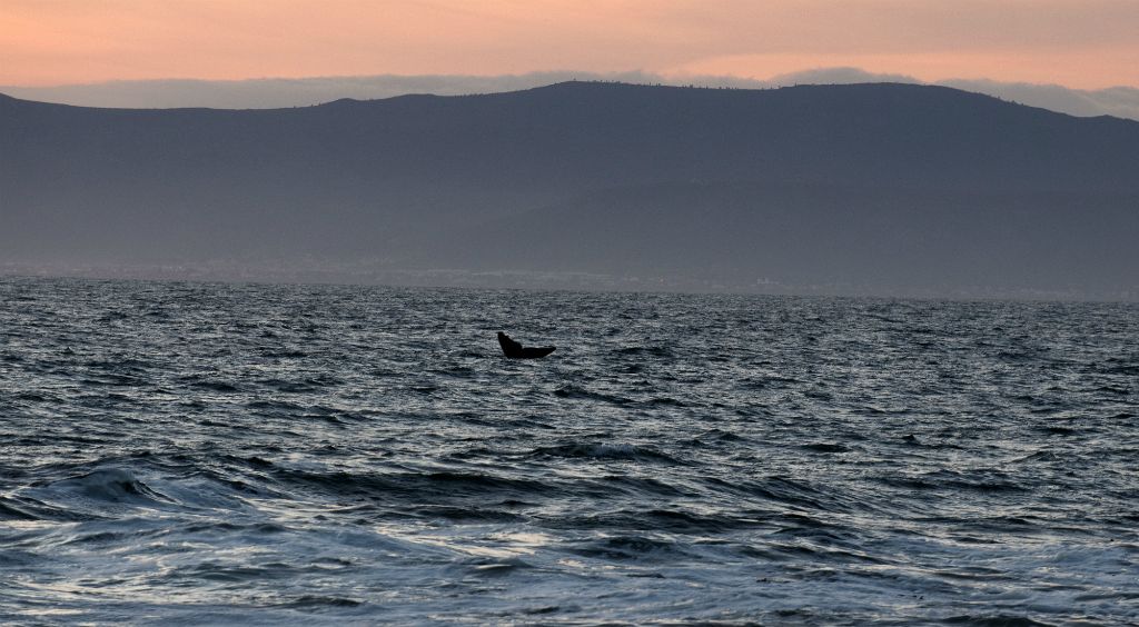 De Kelders (South Africa), 2011