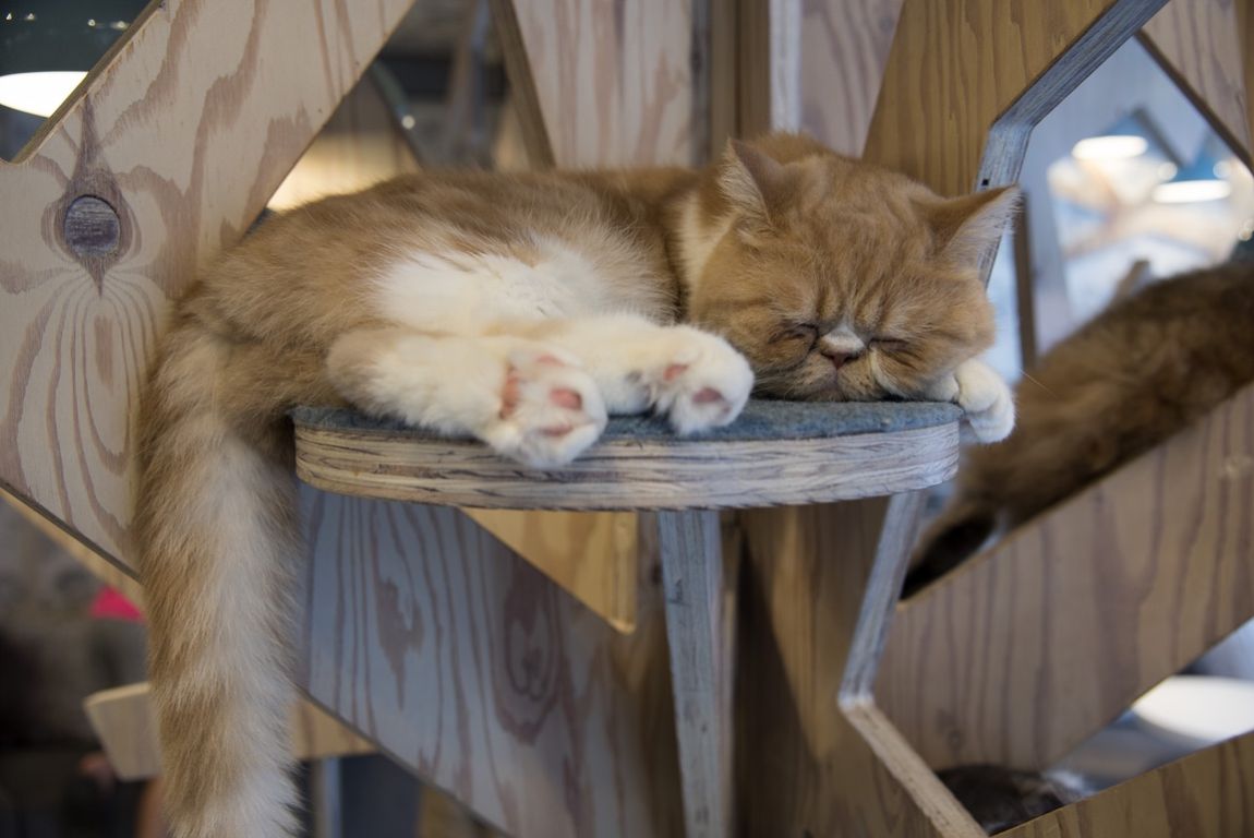 Tokyo, Harajuku neighborhood, Takeshita-Dori, cat cafe