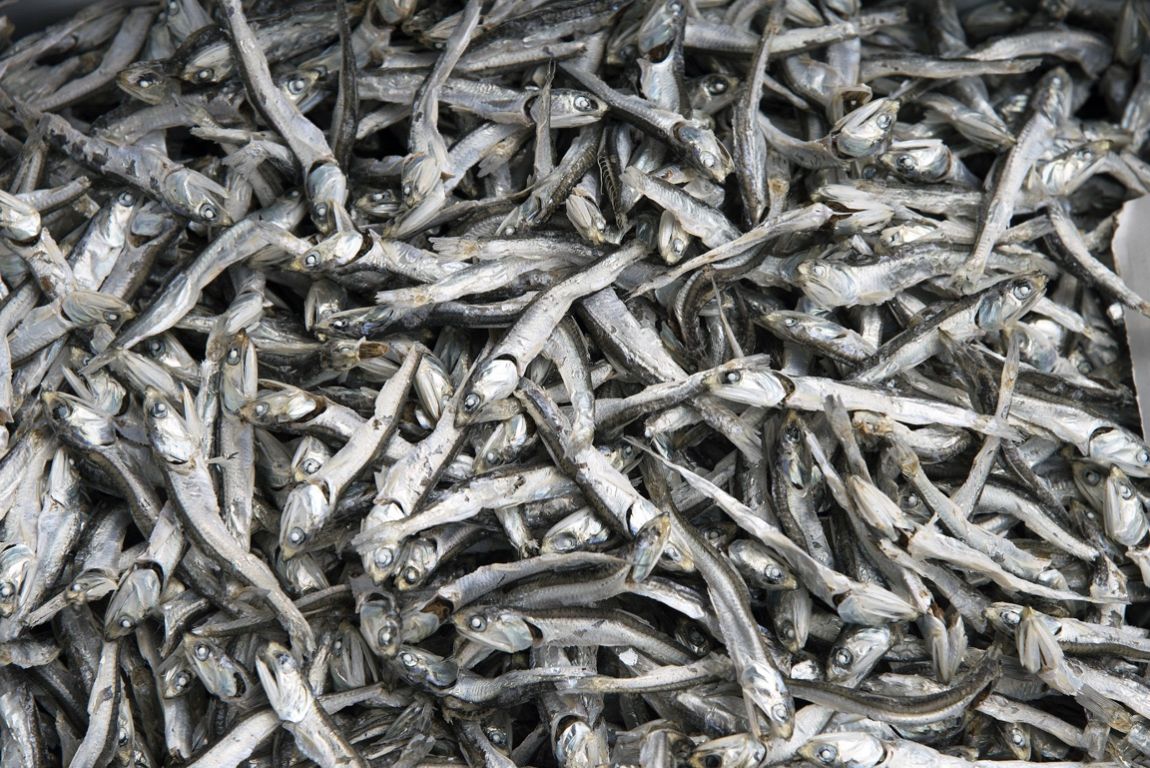 Tokyo, old fish market