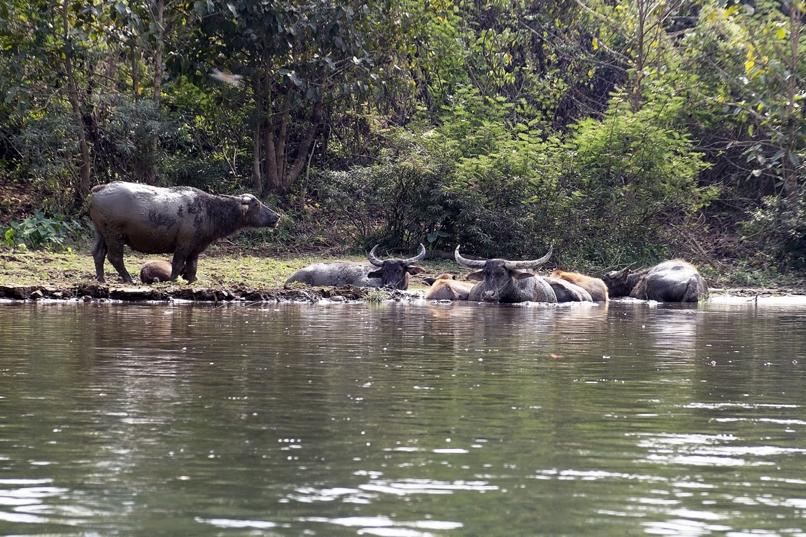 Vang Vieng, water buffalo