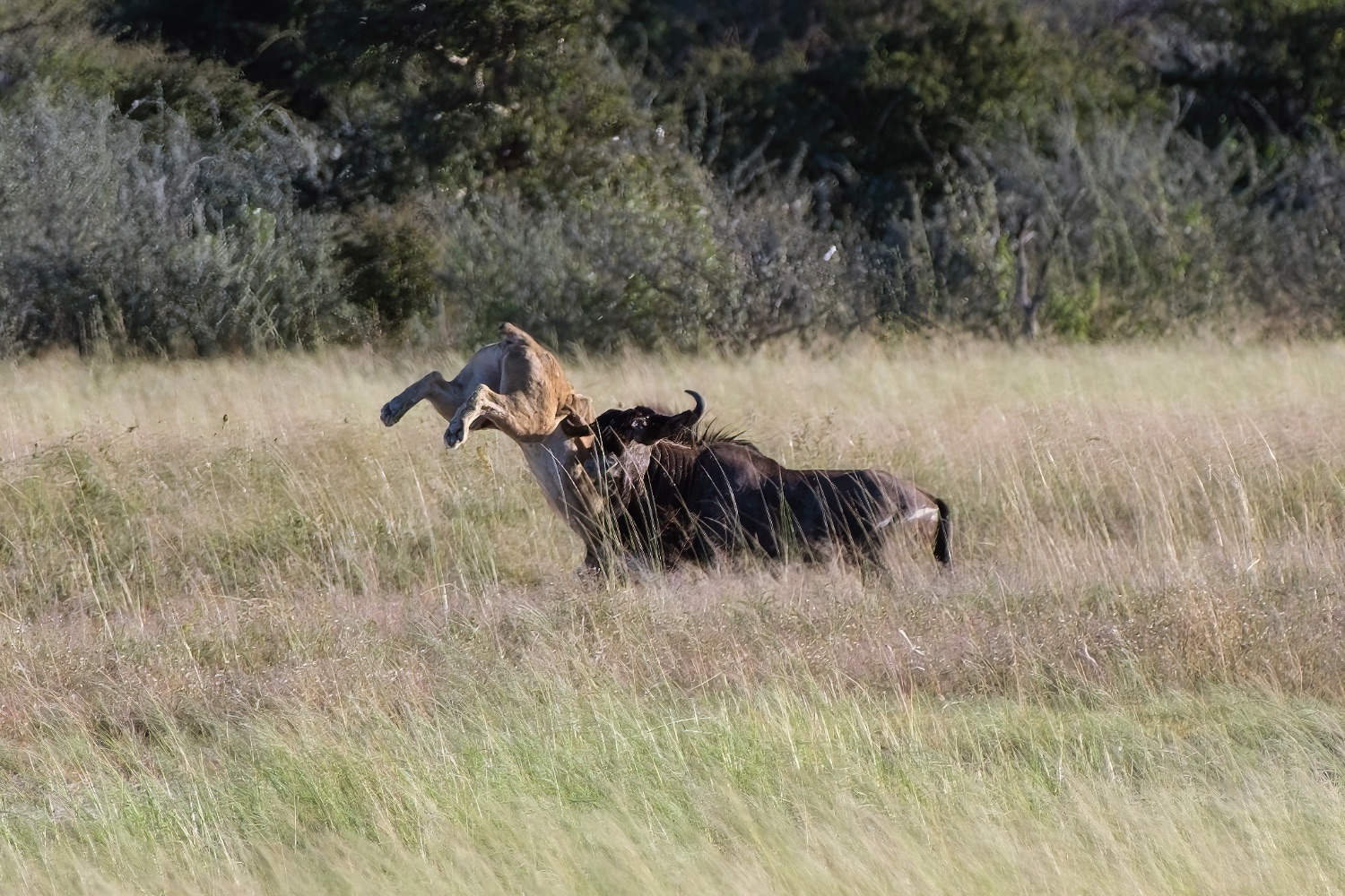 Wildebeest defending itself from a lioness attack...