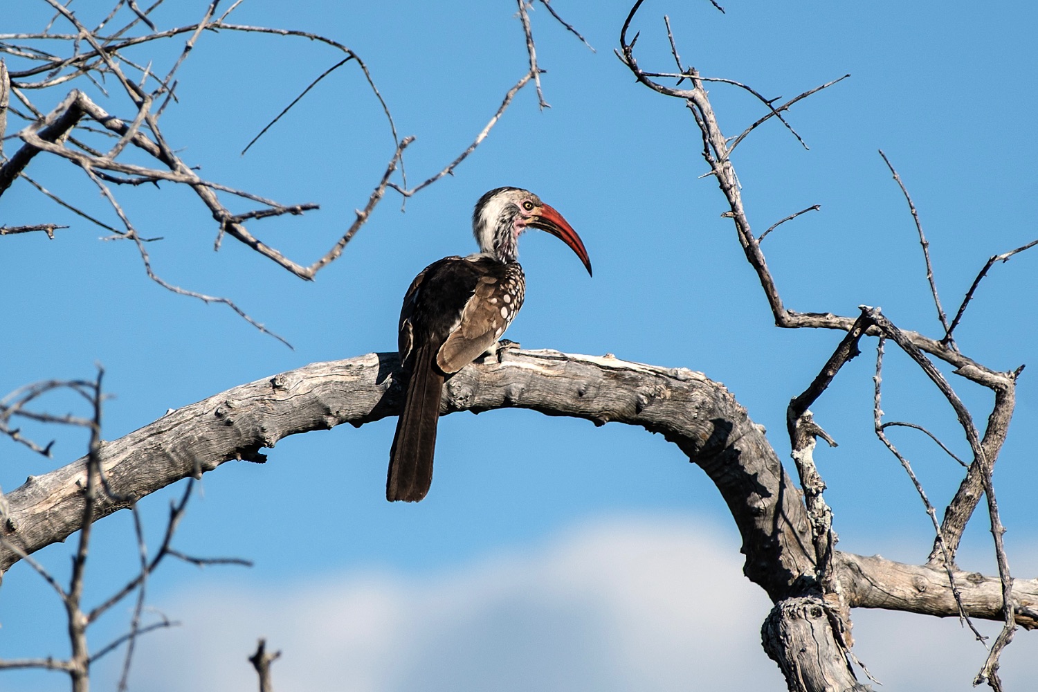 Red-billed hornbill, Etosha National Park