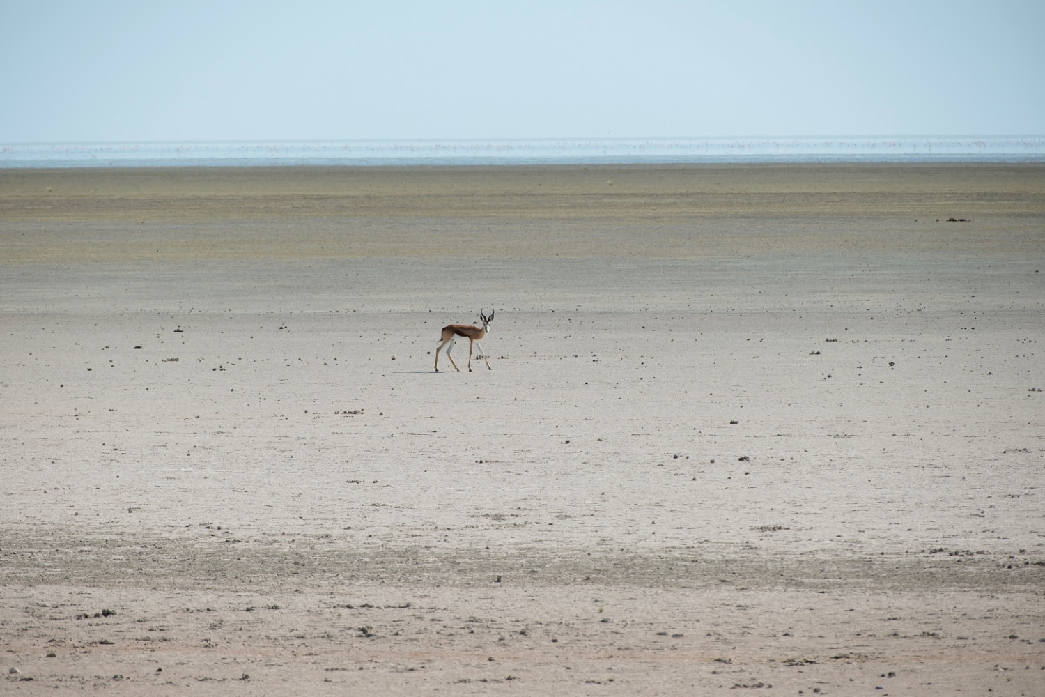 Etosha Salt Flats, Thomson's Gazelle