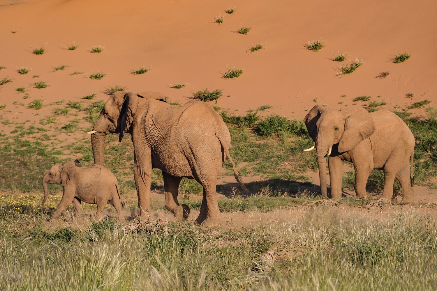 Desert elephants, Damaraland region