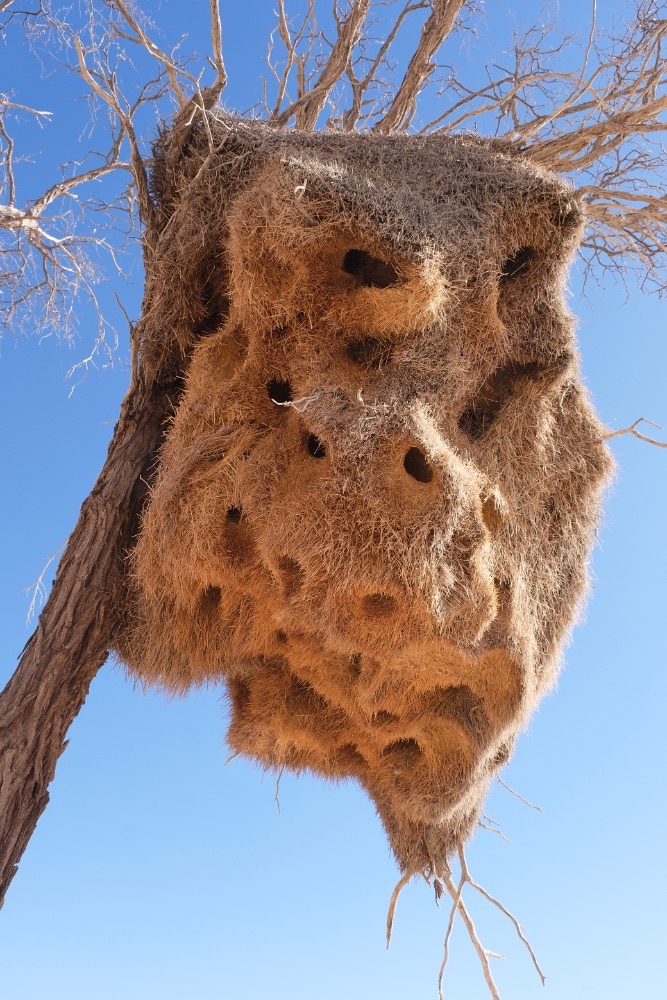 Community nests of the sociable weaver bird