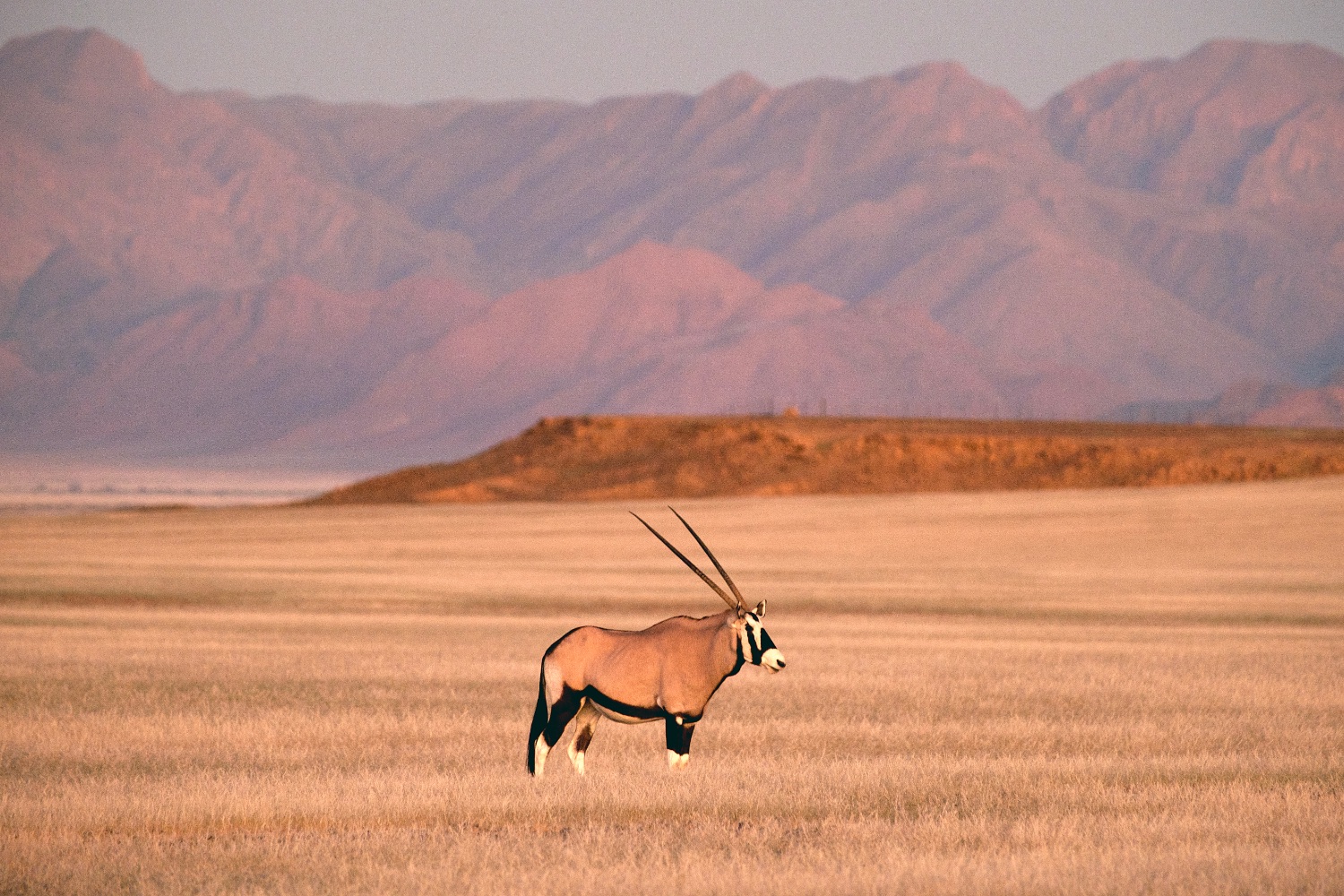 Namib Desert, oryx