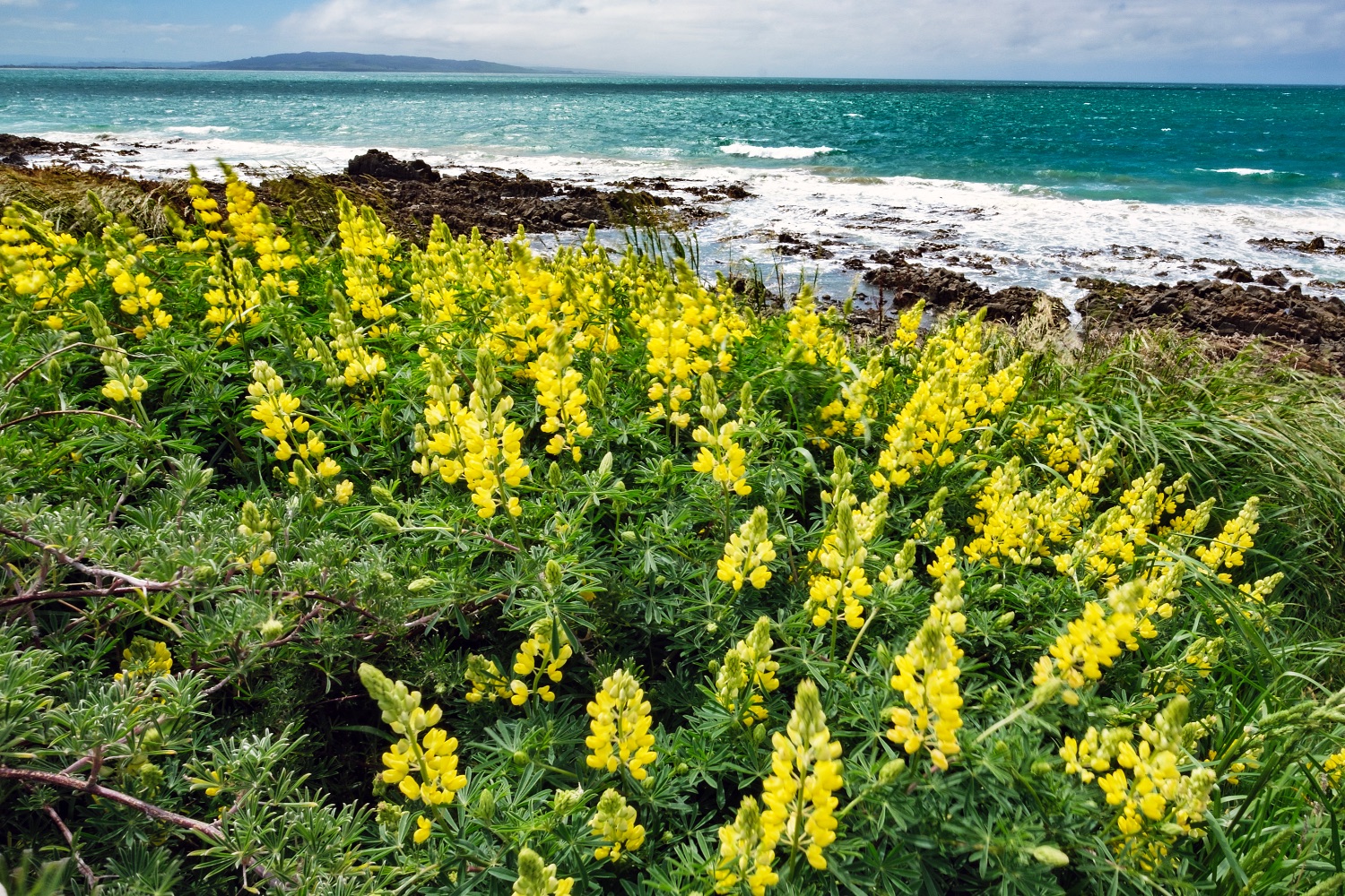 Coastal road at Cape Nugget