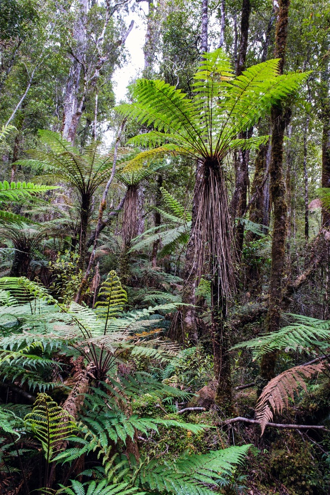 Trail to Lake Matheson, ferns