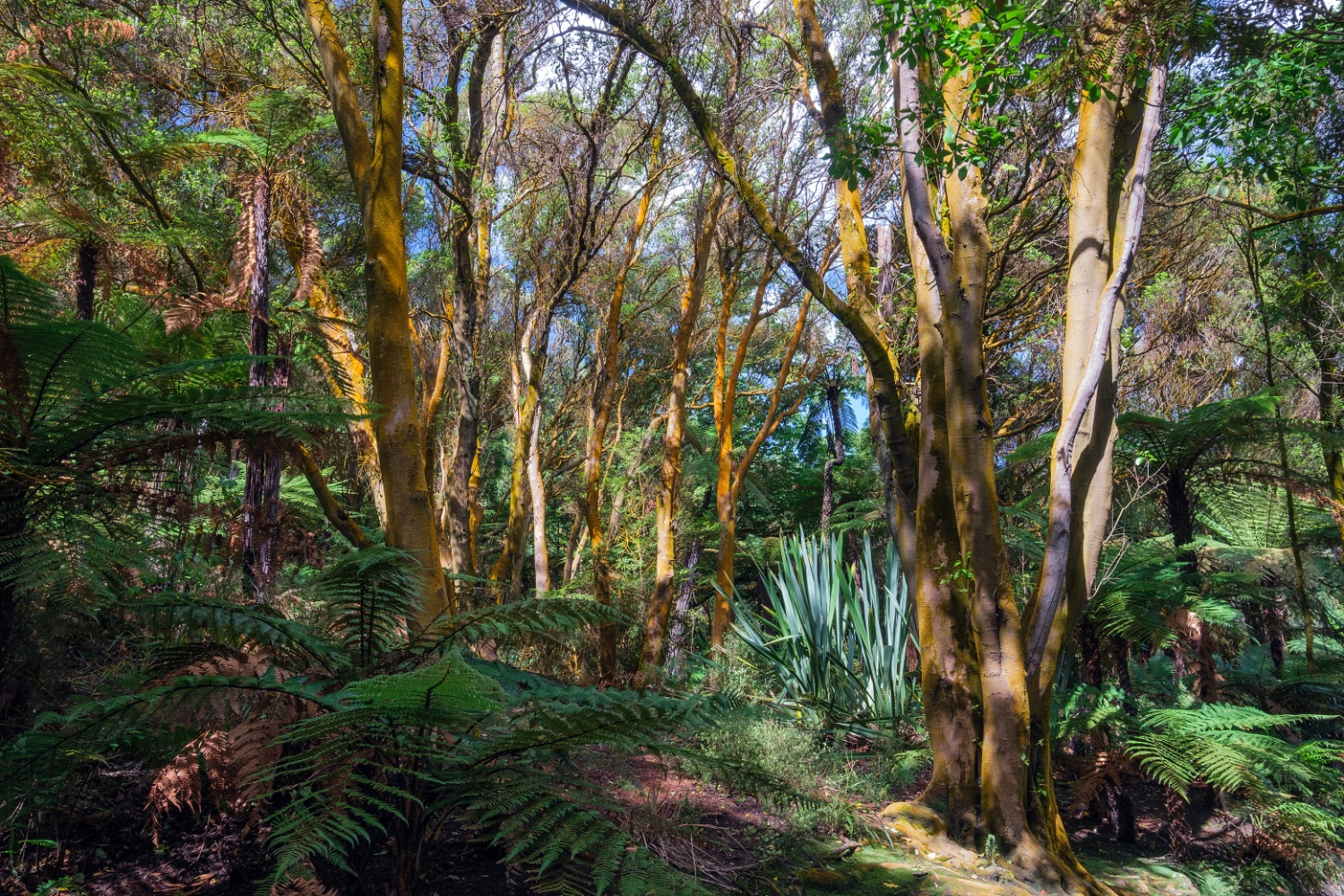 Tikitere, Hell’s Gate