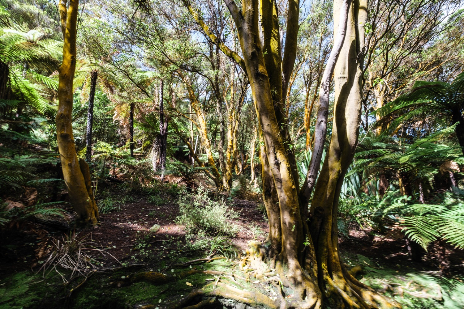 Tikitere, Hell’s Gate