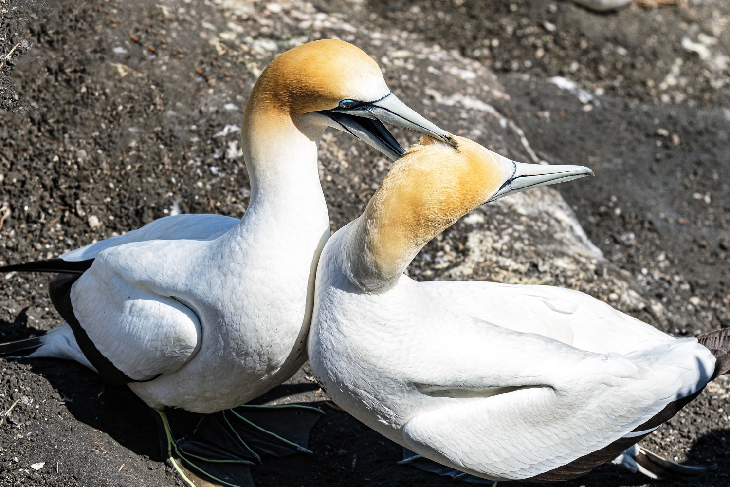 Muriwai, gannet colony