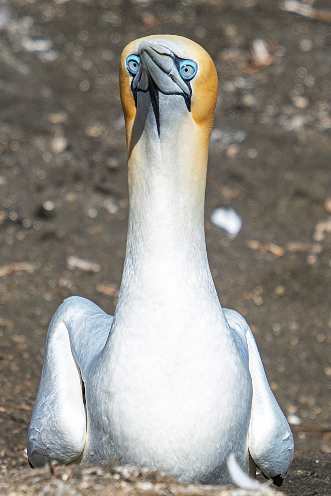 Muriwai, gannet colony
