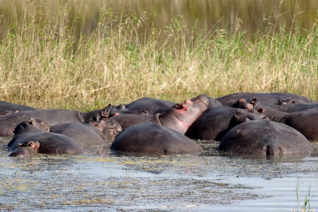 St. Lucia Estuary, hippos