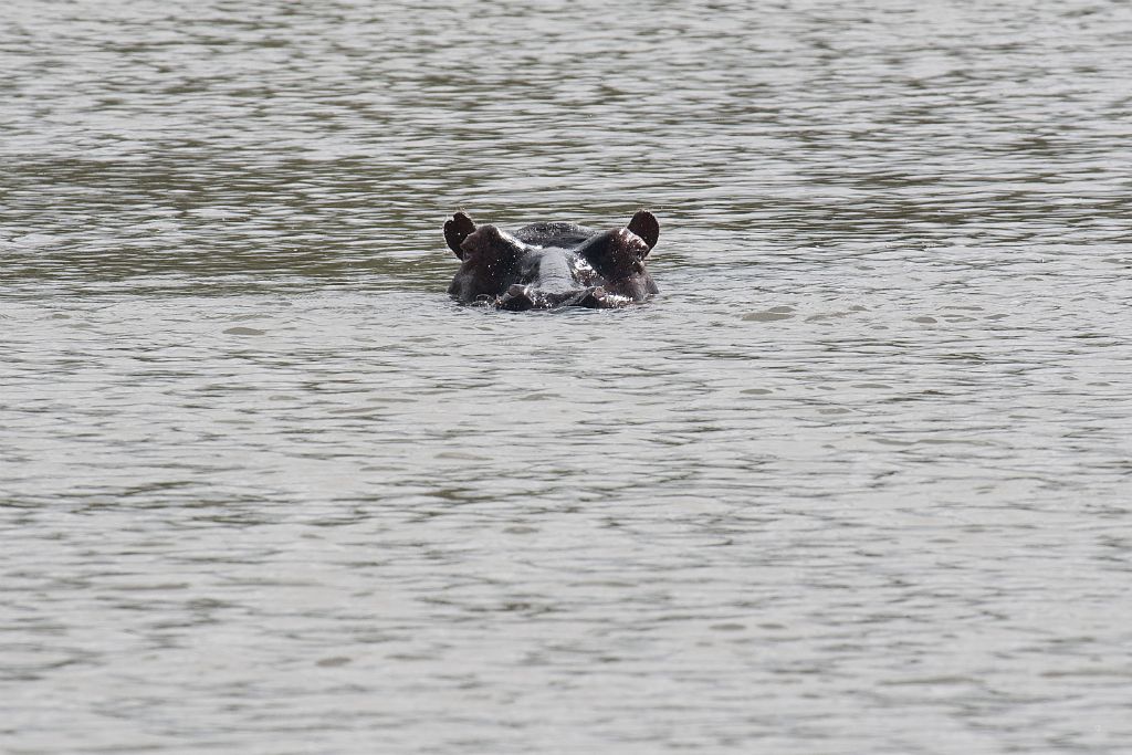 St. Lucia Estuary, hippo