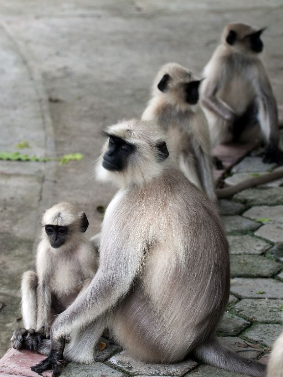 Jodhpur, Chaumukha temple