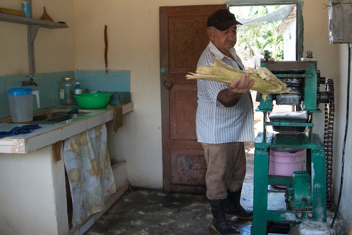 Iznaga.  Prensando la caña de azúcar