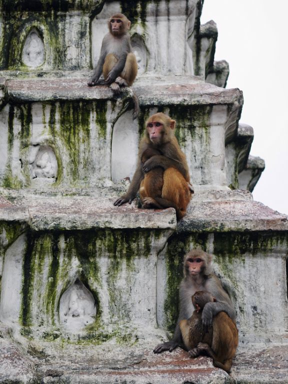 Kathmandu, Templo de los monos (Swayambhunath)