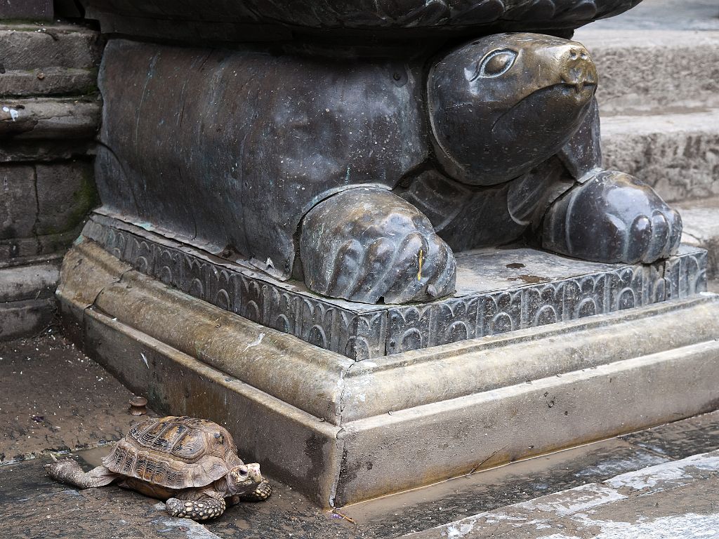 Patan, tortugas en el Templo de Oro