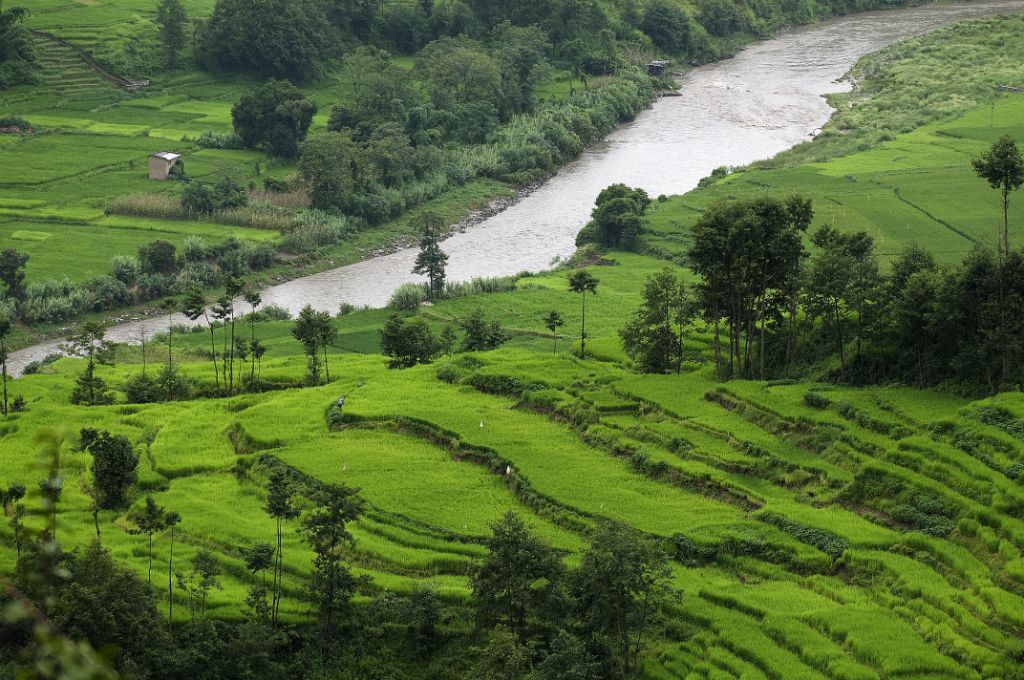 Arrozales en el camino de Bhaktapur a Dakshincali