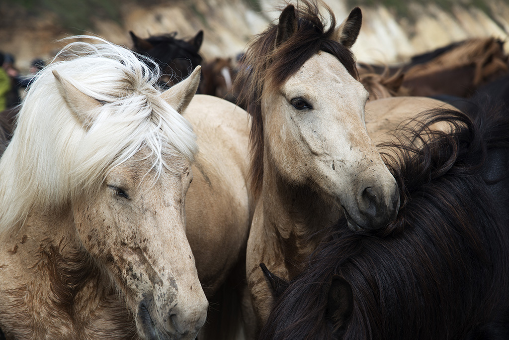 Caballos islandeses en Landmannalaugar