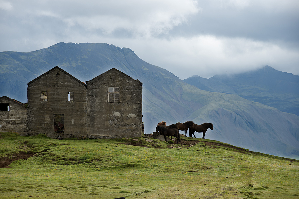 Caballos islandeses