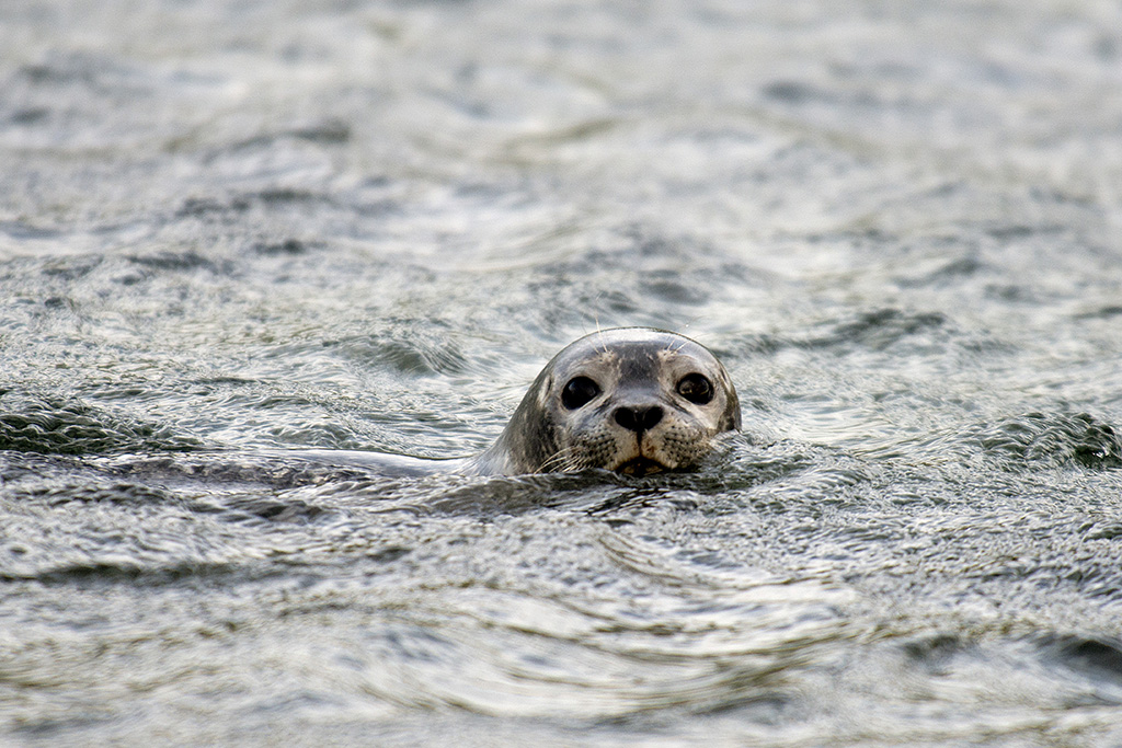 Foca en la península Vatnsnes