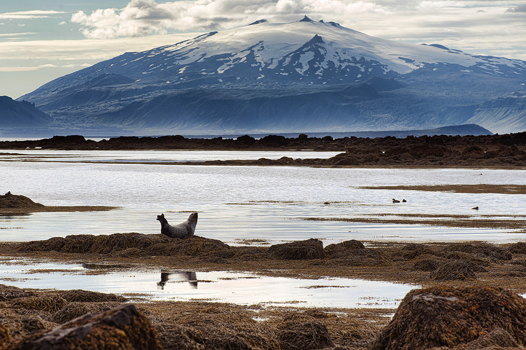 Península Snaefellsnes,  Ytrituna,  foca y Snaefellsjökull al fondo