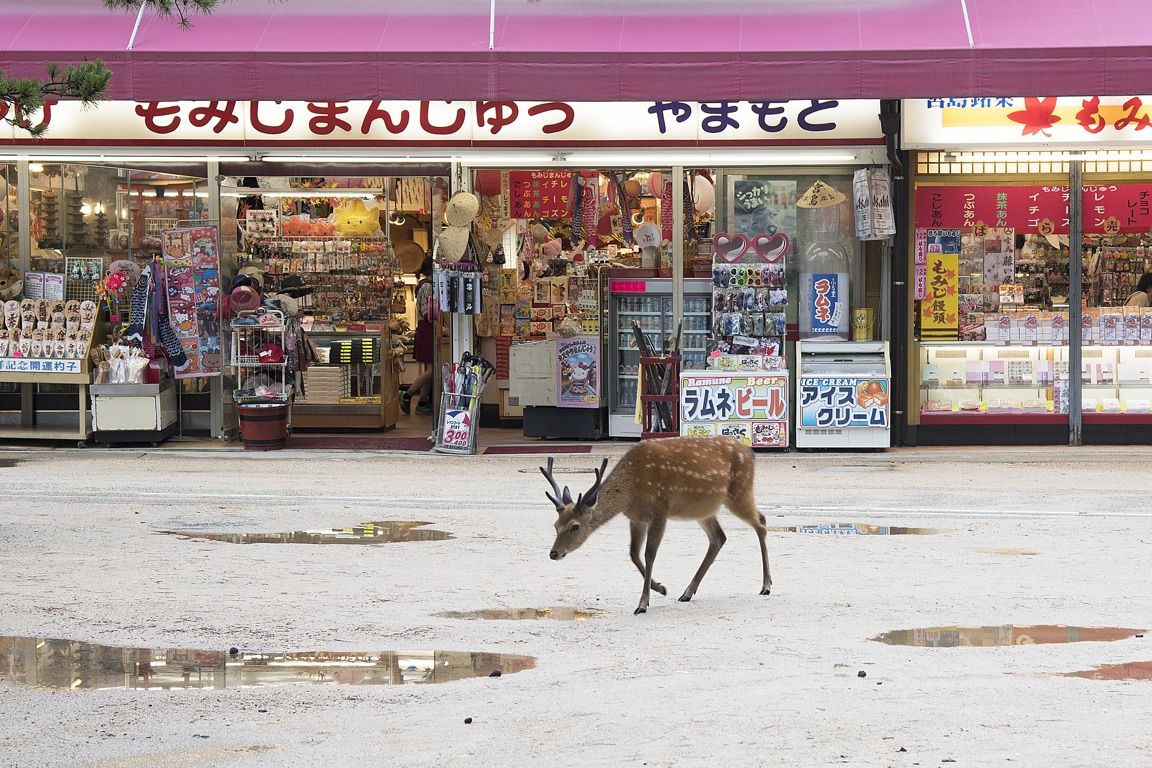 Miyajima