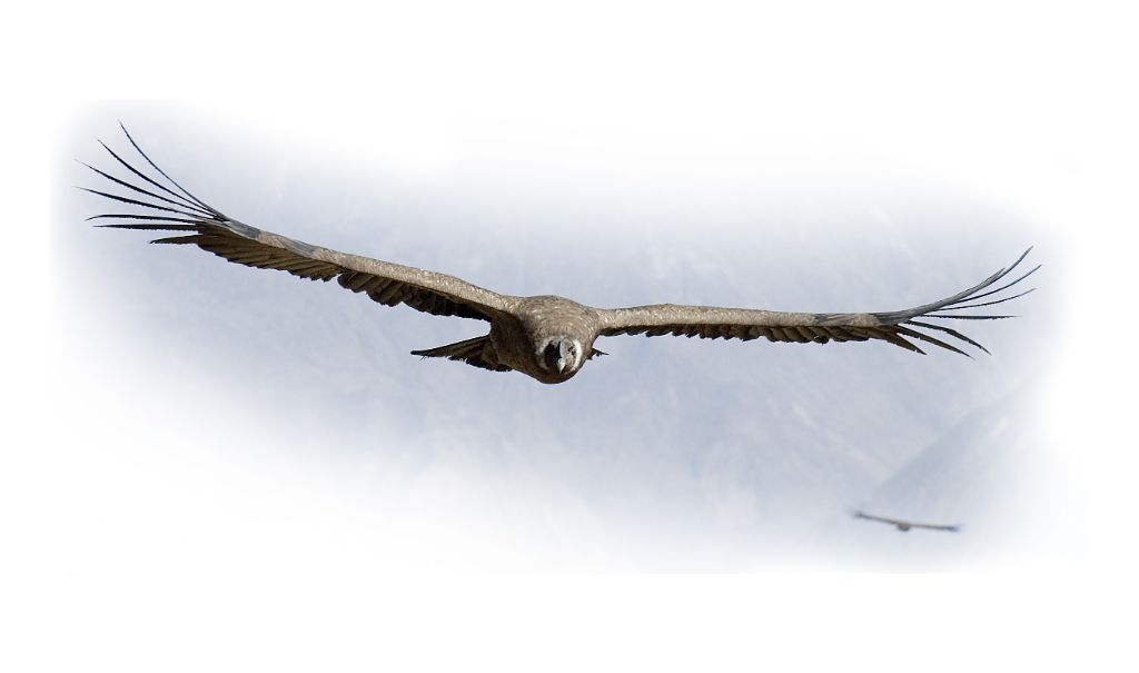 Cañón del Colca, el vuelo del cóndor