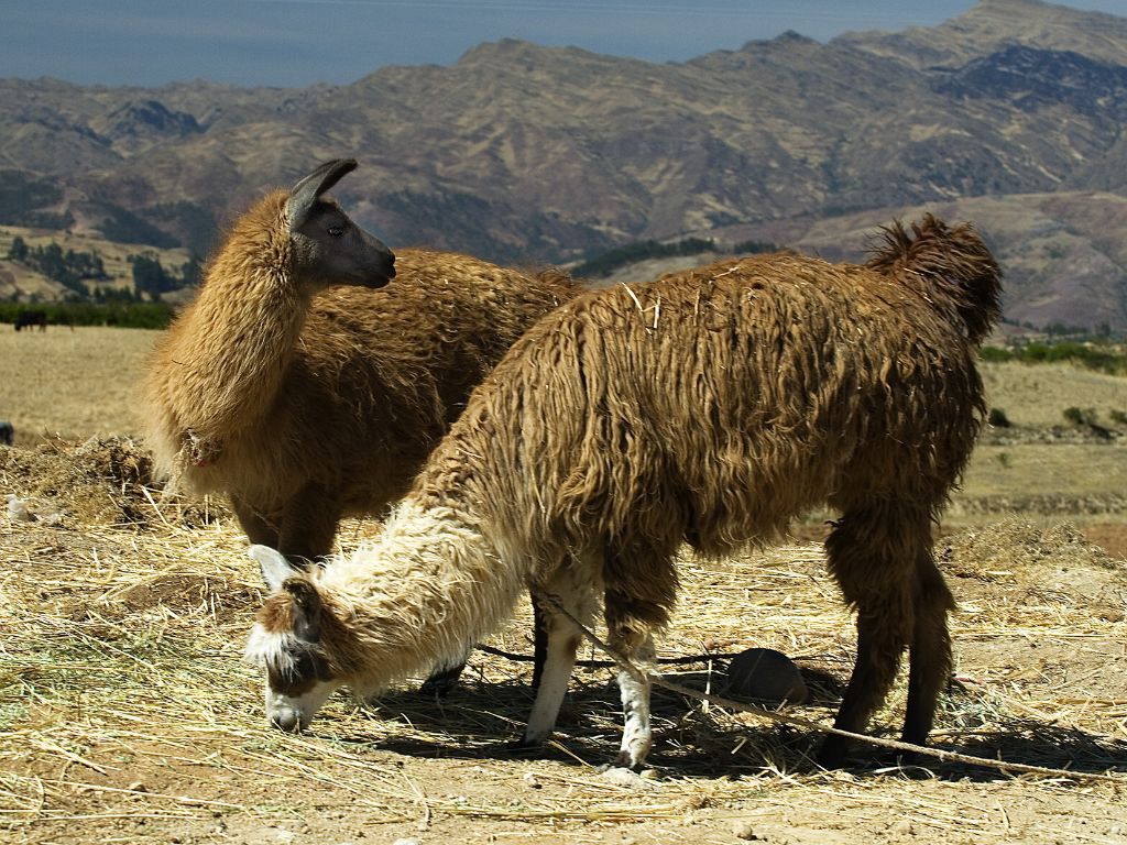 Llamas