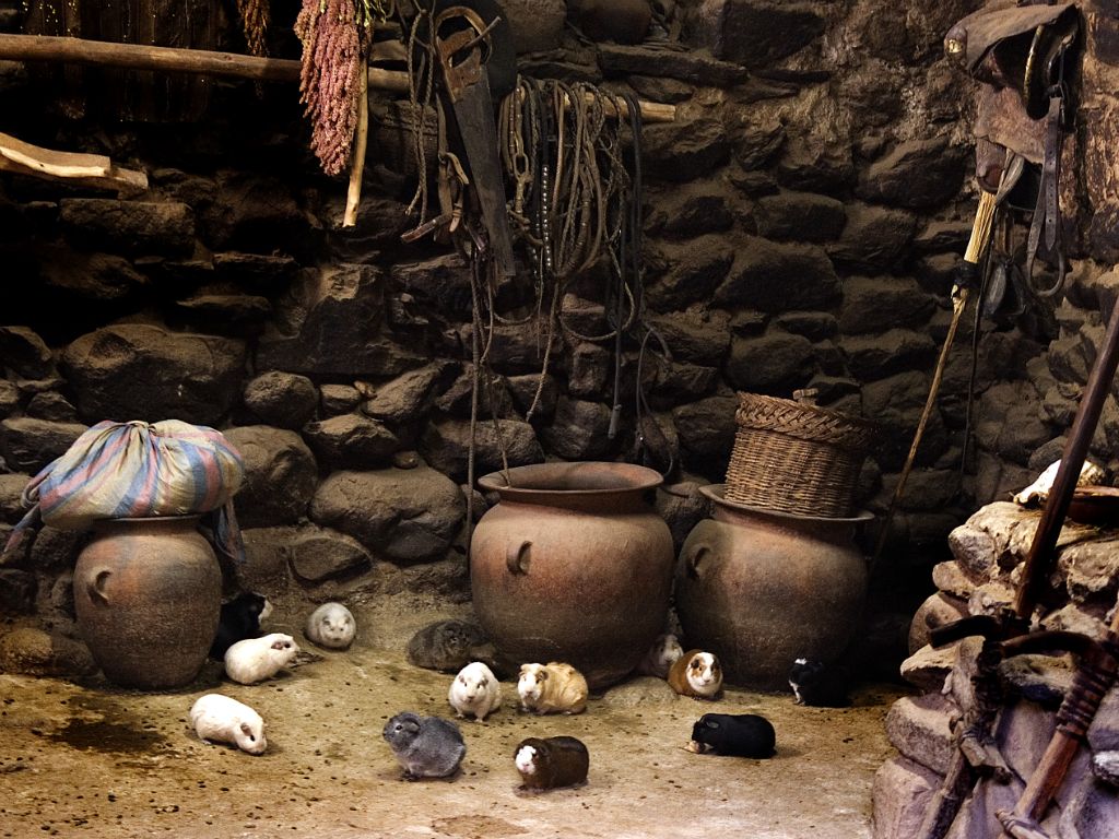 Ollantaytambo, vivienda rural con cuys