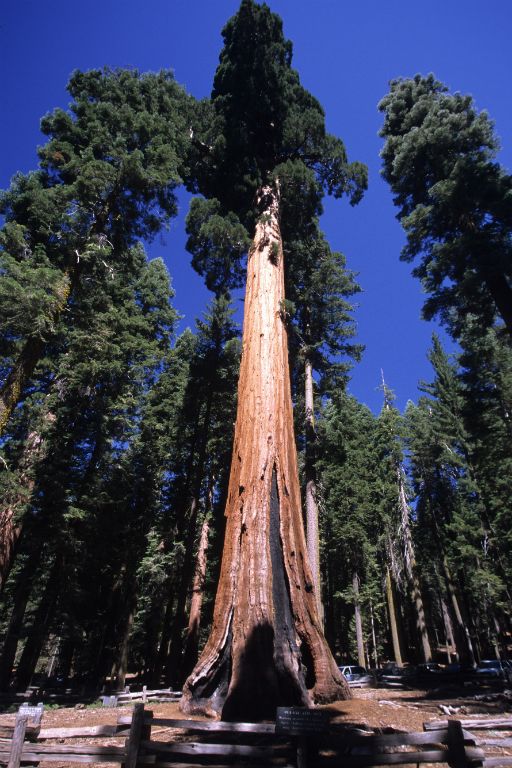 Yosemite National Park, secoyas gigantes