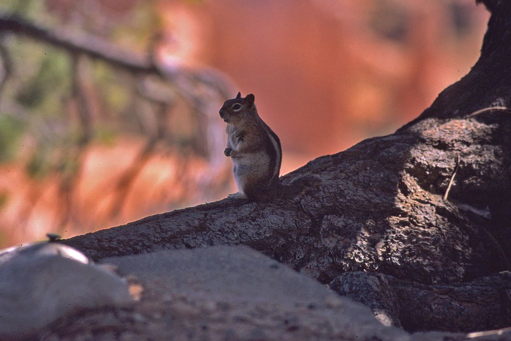 Bryce Canyon