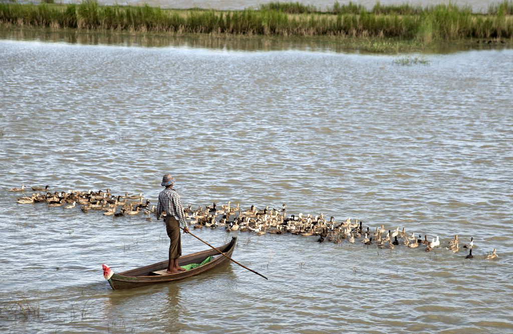 Amarapura, Puente U Bein, pastor de patos