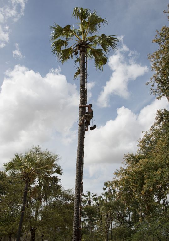 Salay, fábrica de azúcar de palmera