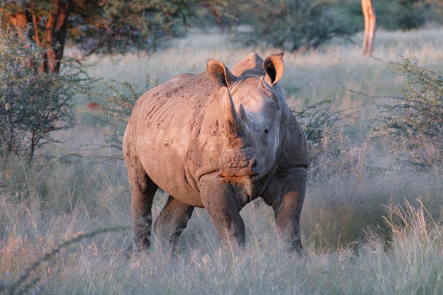 Rinoceronte blanco, reserva natural de Otjiwarongo