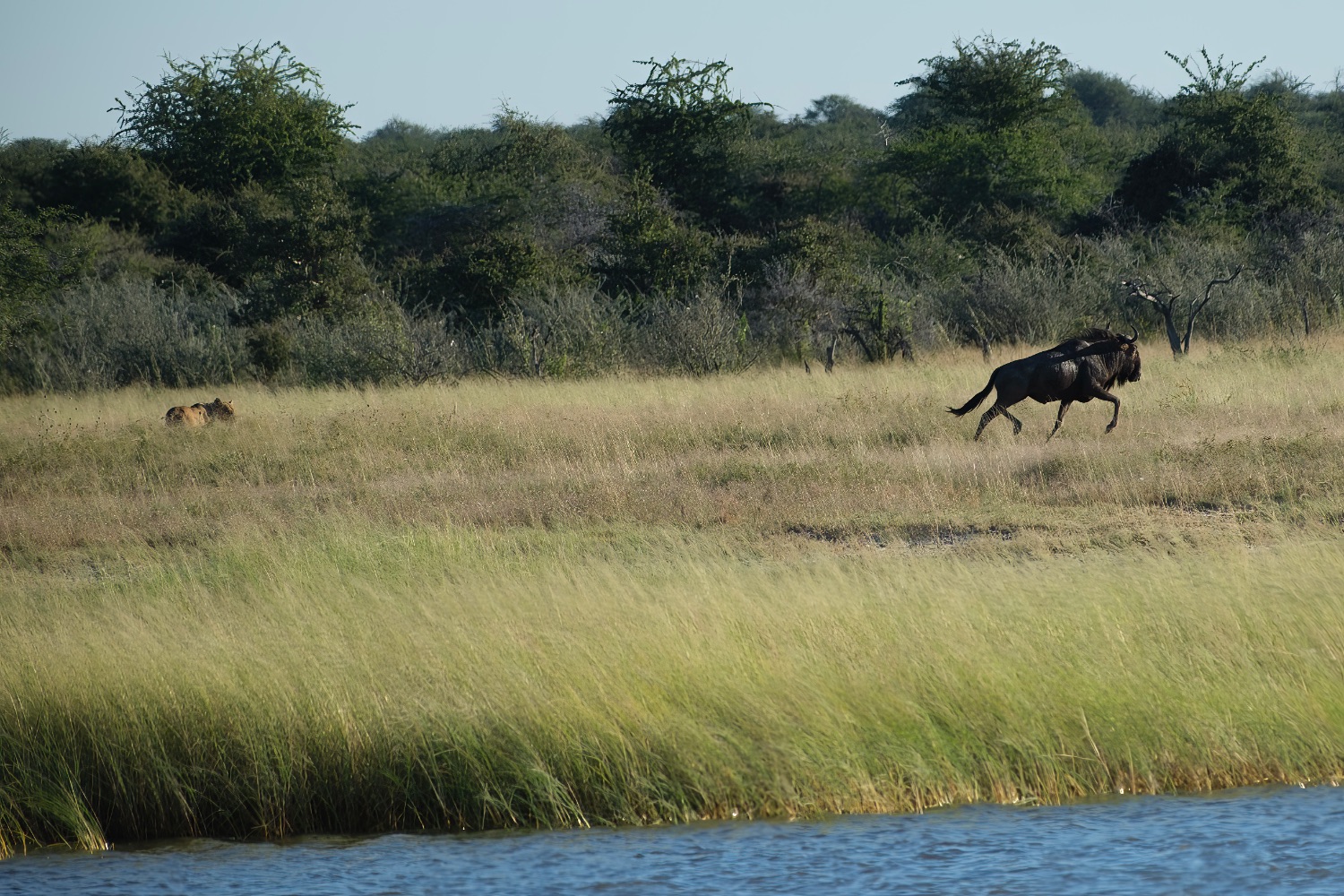 ... finalmente el ñu logró salir vivo, Parque Nacional de Etosha