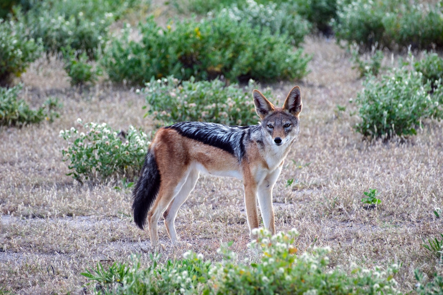 Chacal, Parque Nacional de Etosha
