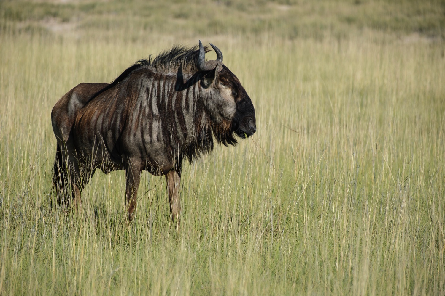 Ñu, Parque Nacional de Etosha