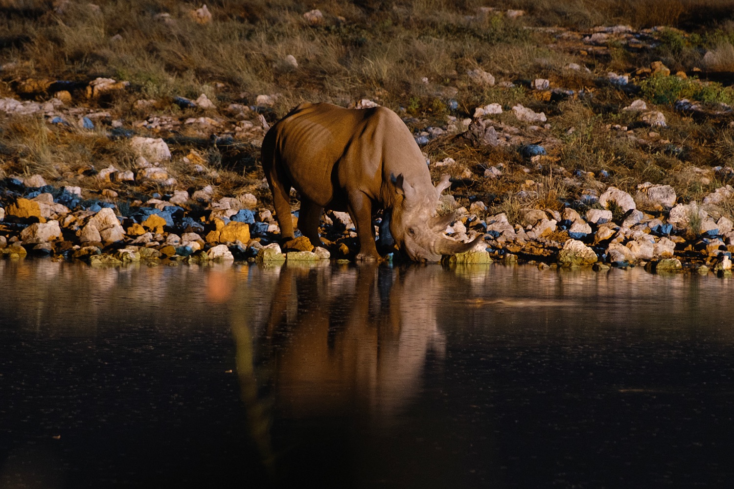 Rinoceronte negro, Parque Nacional de Etosha