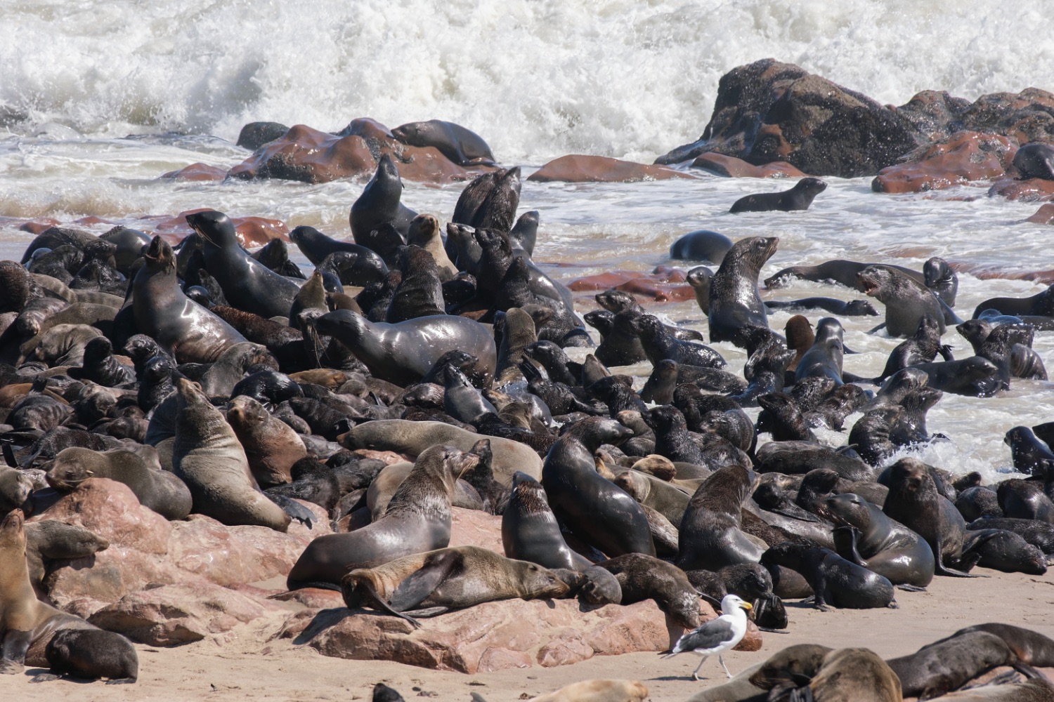 Leones marinos, Cape Cros
