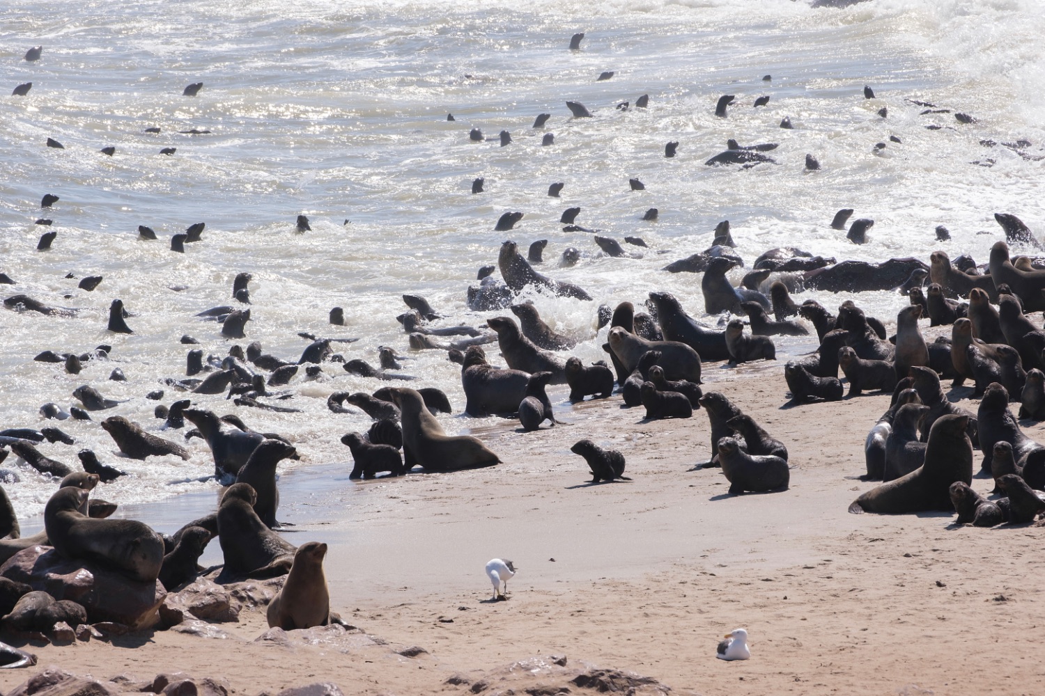 Leones marinos, Cape Cros