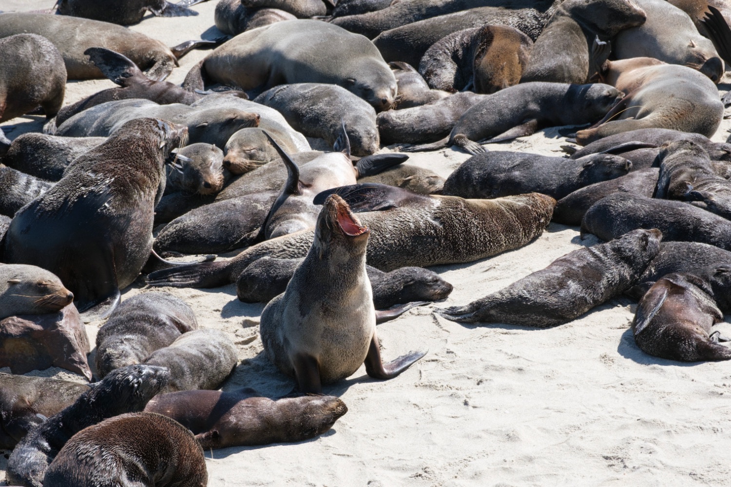 Leones marinos, Cape Cros