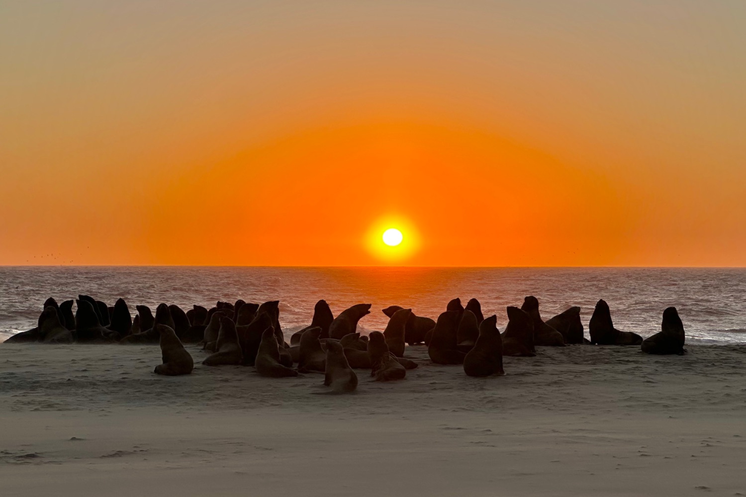 Leones marinos en Pelican Point, Walbis Bay