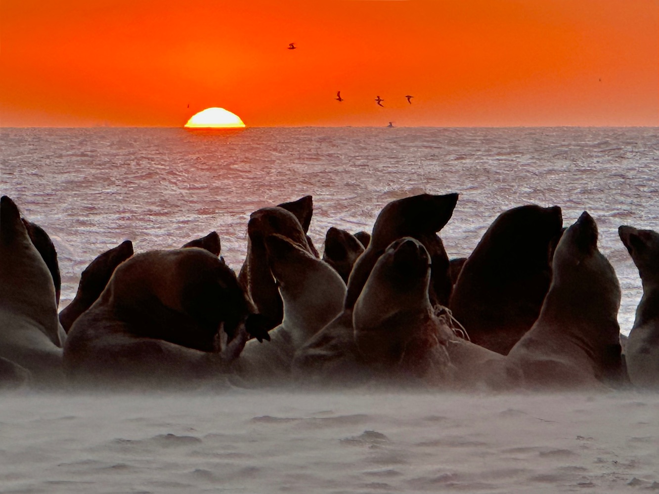 Leones marinos en Pelican Point, Walbis Bay