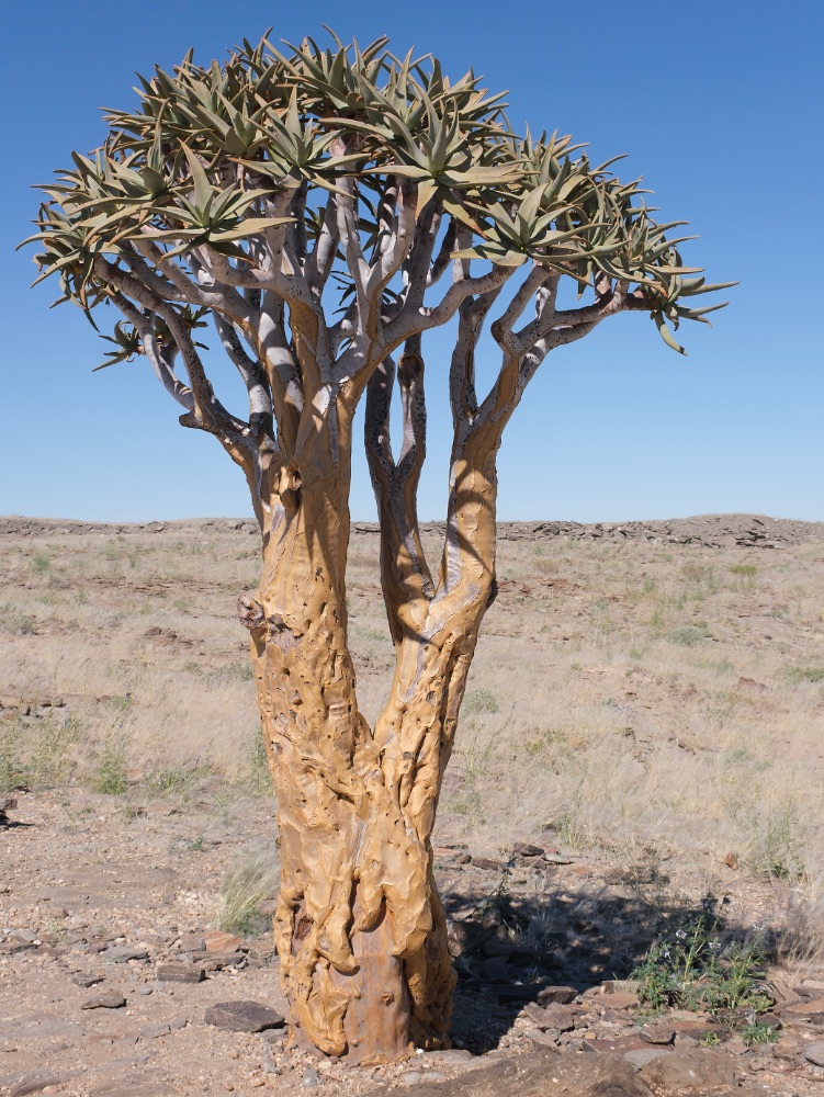 Welwitschia, árbol nacional de Namibia